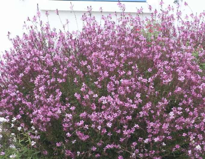 Gaura Siskiyou Rosa