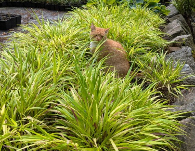 Japanisches Berggras Sunflare