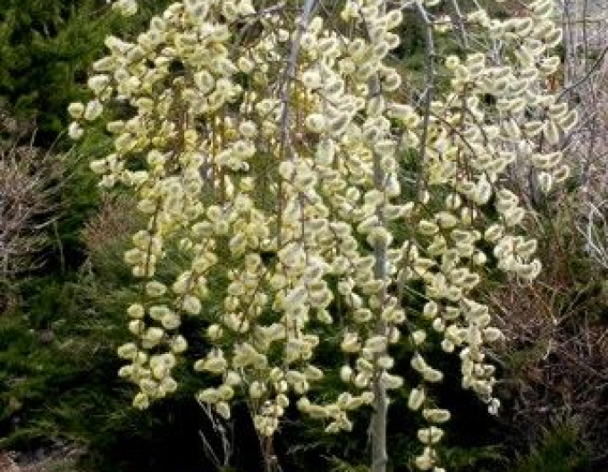 Hänge-Kätzchenweide  Kilmarnock - Stämmchen 120cm