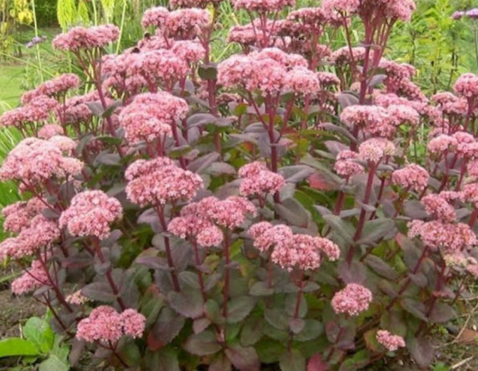 Fettblatt Matrona 1l