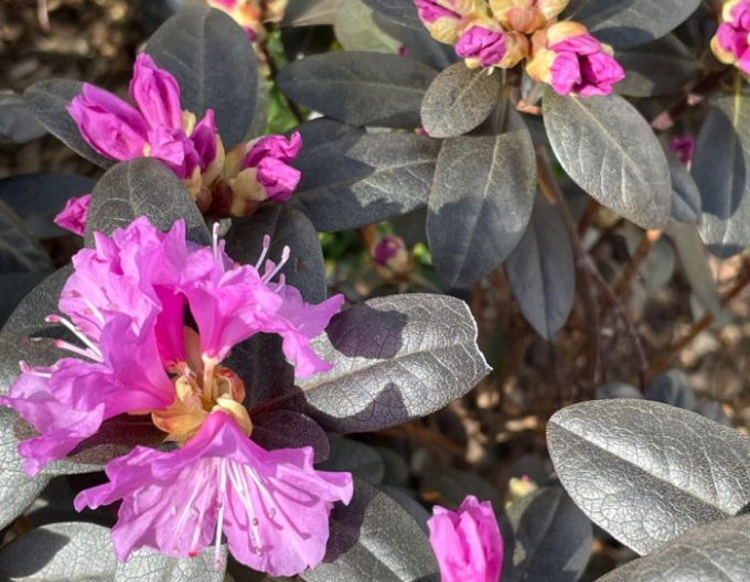 Rhododendron PJM Elite