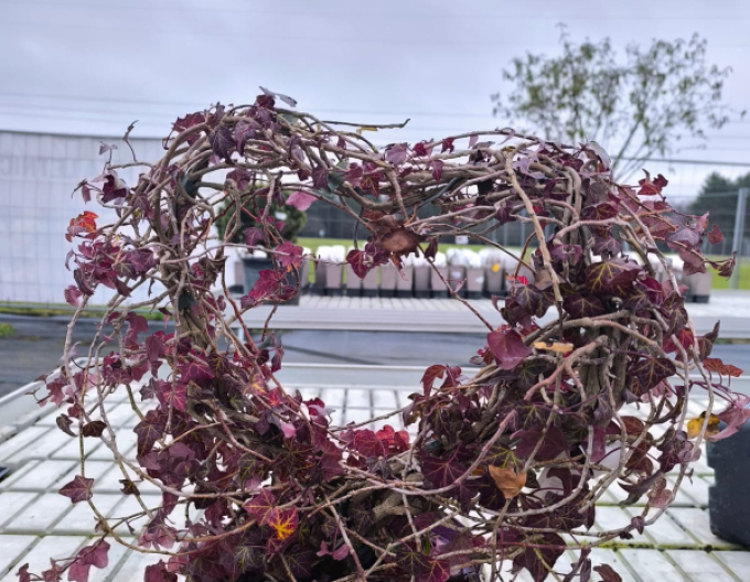 Efeu in Form eines Herzens