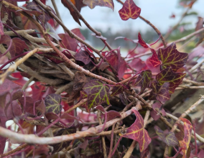 Efeu in Form eines Herzens