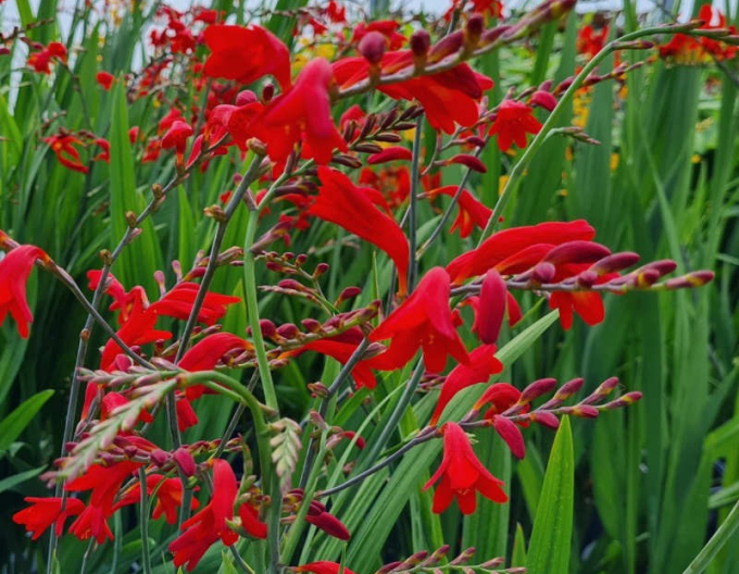 Crocosmia ’Emberglow’