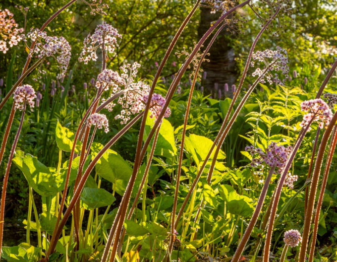Darmera abgeschirmt - Indischer Rhabarber