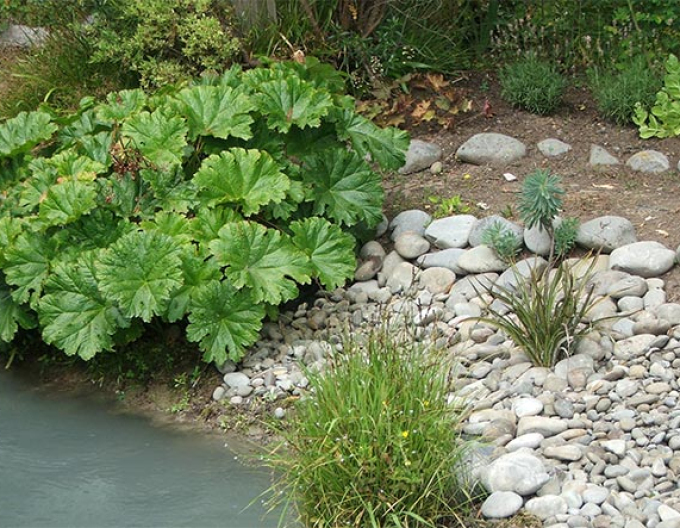 Darmera abgeschirmt - Indischer Rhabarber