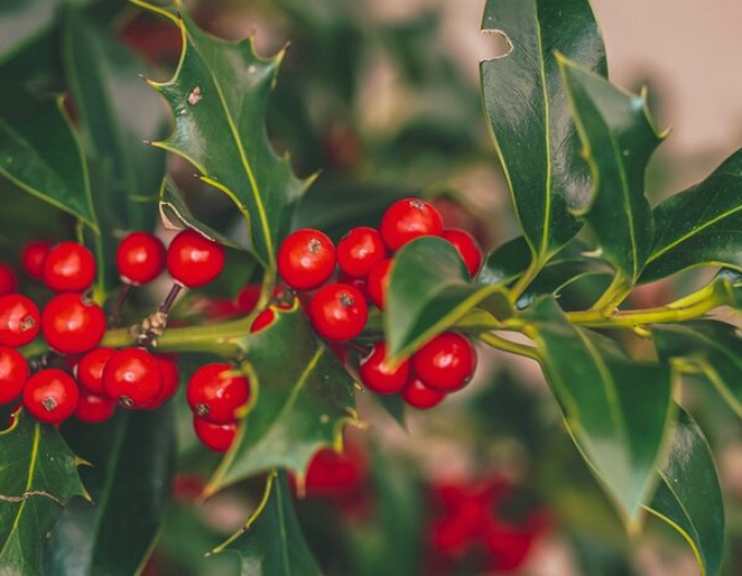 Myrtenblättrige Hülse ´Alaska´