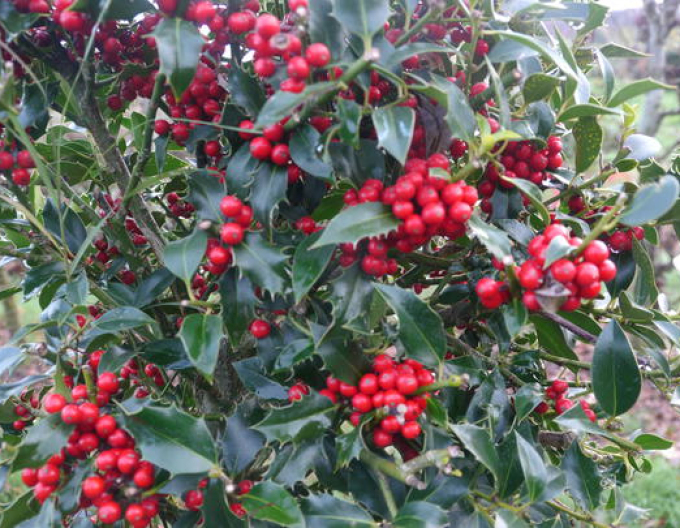 Myrtenblättrige Hülse ´Alaska´