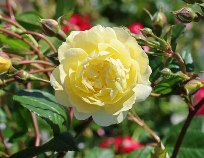 Rose ´Lemon Siluetta´