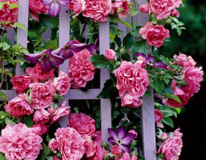 Rose Rosarium Uetersen