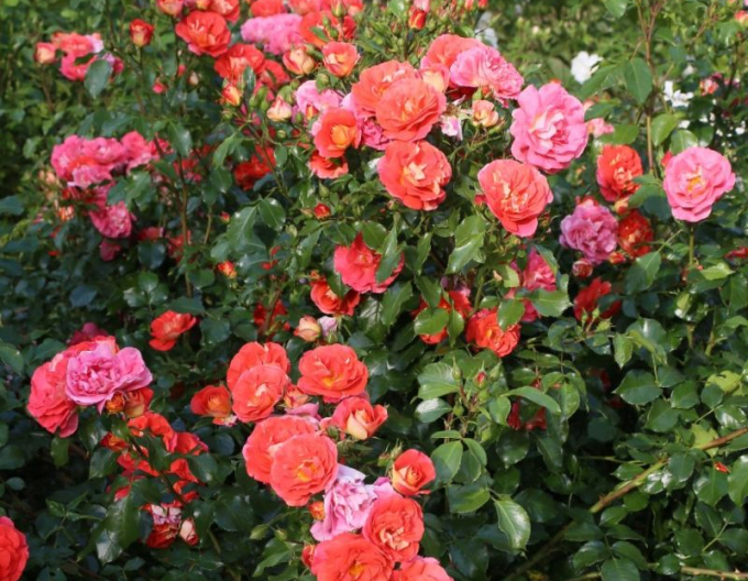 Rose Gebrüder Grimm