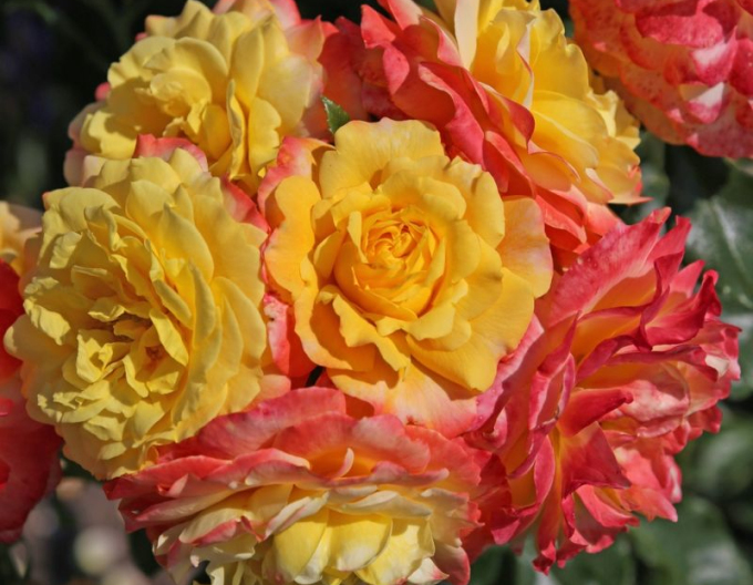 Rose Rose der Hoffnung