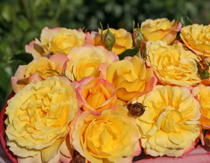 Rose Rose der Hoffnung