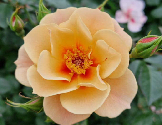 Rose See You in Apricot