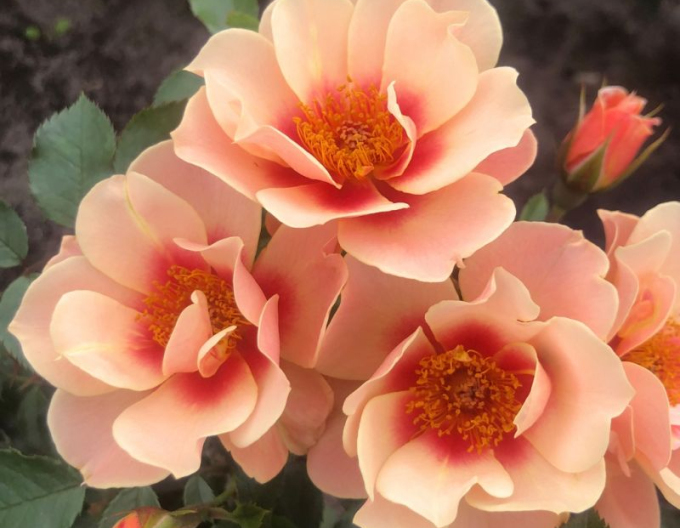 Rose See You in Apricot