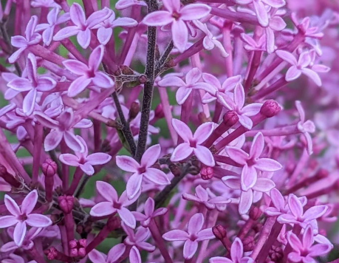 Flieder Dark Purple - Stämmchen