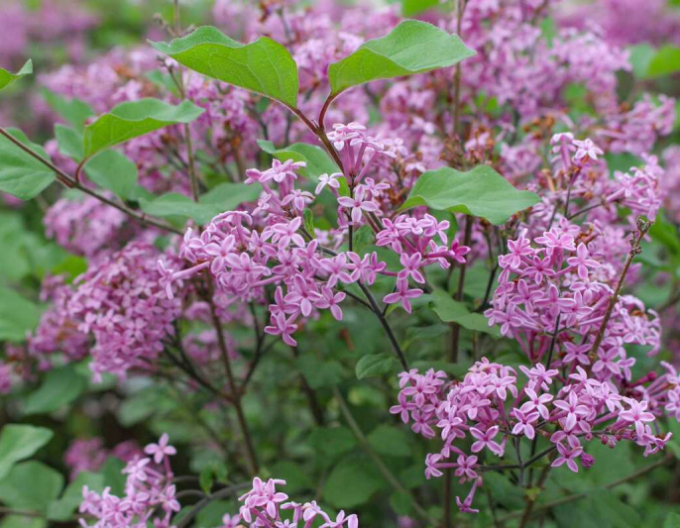 Flieder Dark Purple - Stämmchen