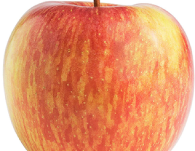 Winterapfelbaum Fuji auf M9, Cont. 5l