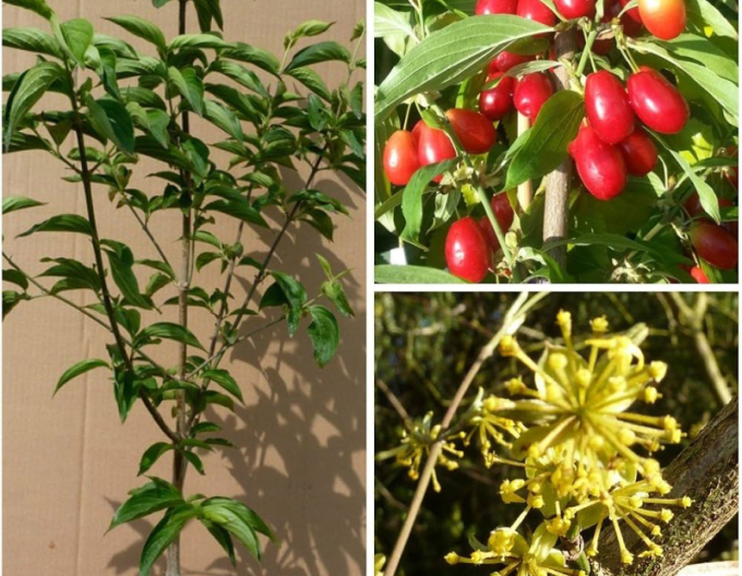 Gewöhnlicher Hartriegel Jolico 160cm