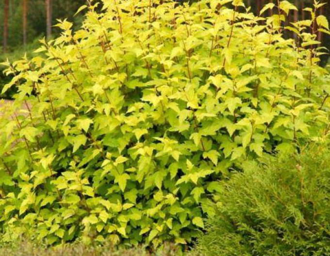 Fasanenspiere Darts Gold