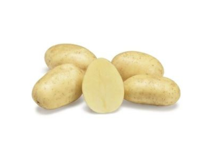 Pflanzkartoffeln Sylvana 5kg