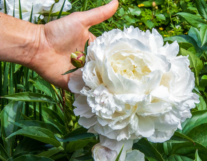 Pfingstrose  Duchesse de Nemours