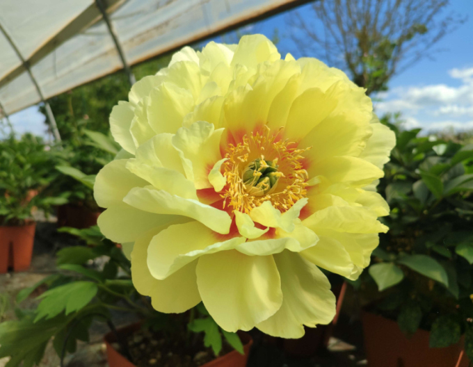 Pfingstrose itoh Bartzella Hybride