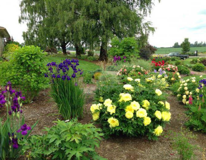 Pfingstrose itoh Bartzella Hybride