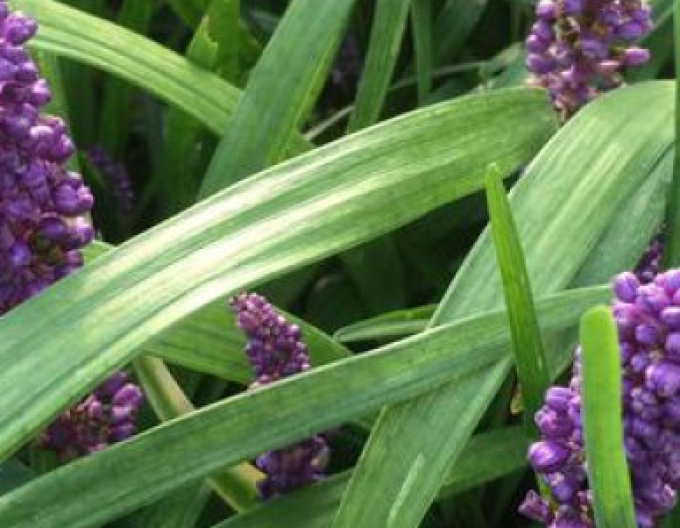 Liriope  Purple Passion 9x9