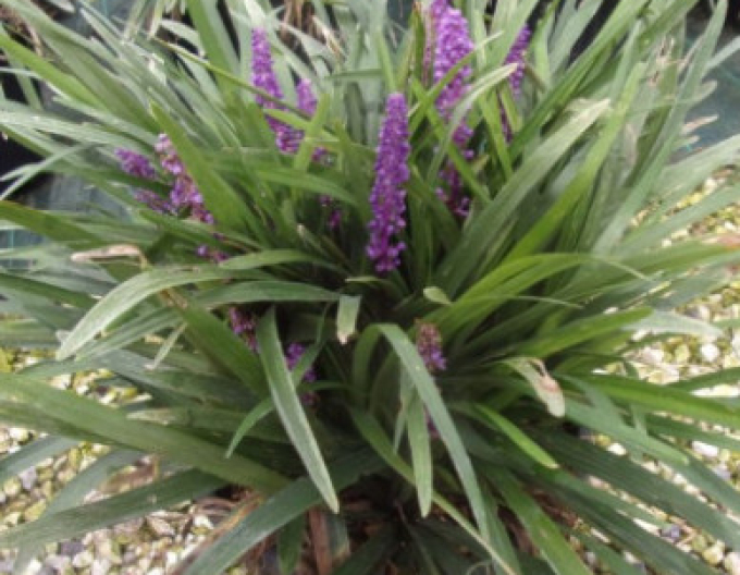 Liriope  Purple Passion 9x9