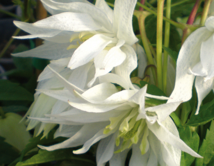 Waldrebe  Albina Plena