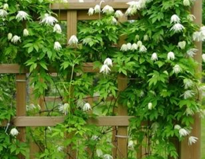 Waldrebe  Albina Plena