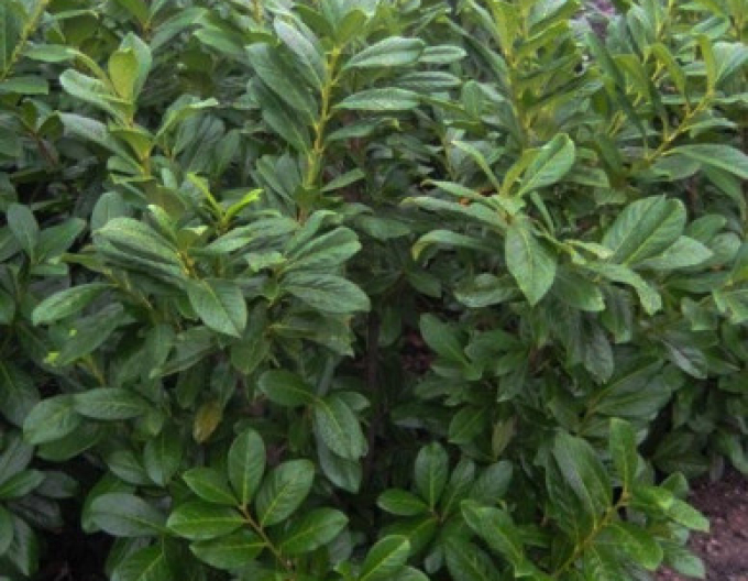 Lauricum medicalum Novita 3L