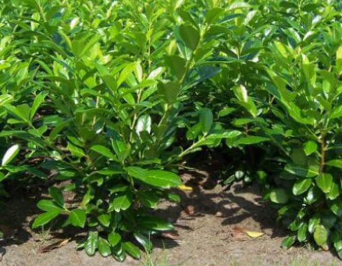 Lauricum medicalum Novita 3L