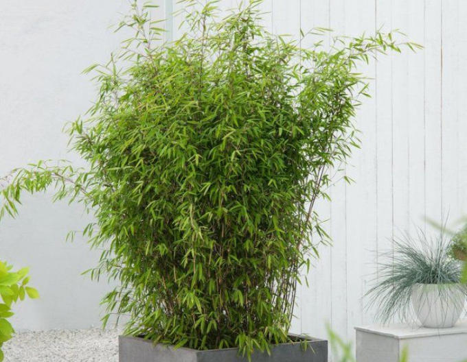 Bambus Fargesia Nitida Volcano (Vulkan-Bambus)