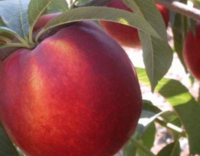 Nektarine Venus auf Ishtara, Cont. 5l