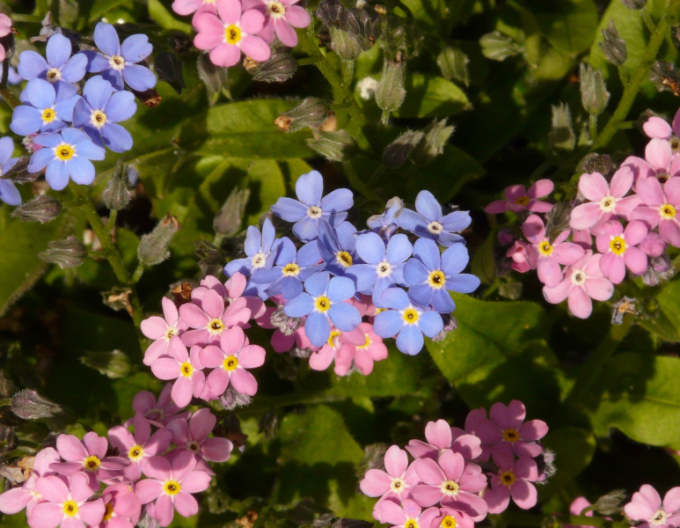 Wald-Vergissmeinnicht Pink