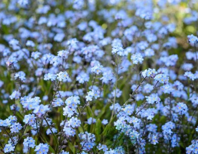 Wald-Vergissmeinnicht Blau
