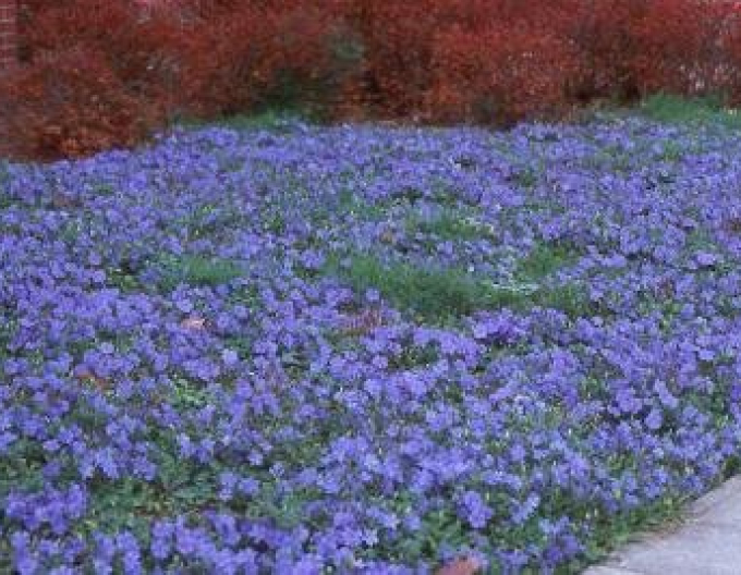 Jungfernkraut (vinca minor)