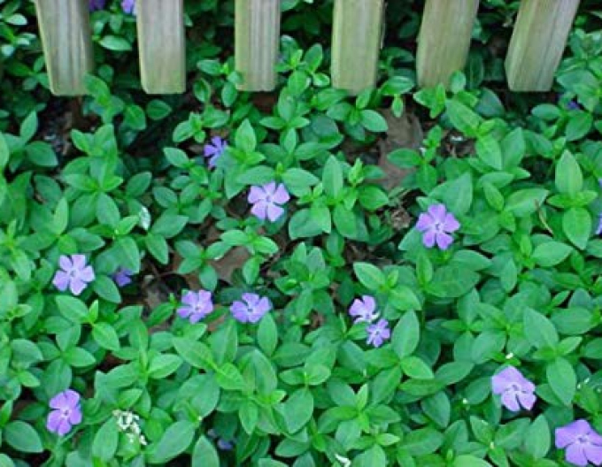 Jungfernkraut (vinca minor)