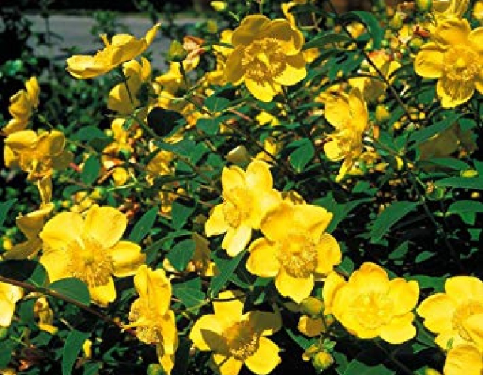 Johanniskraut Hidcote