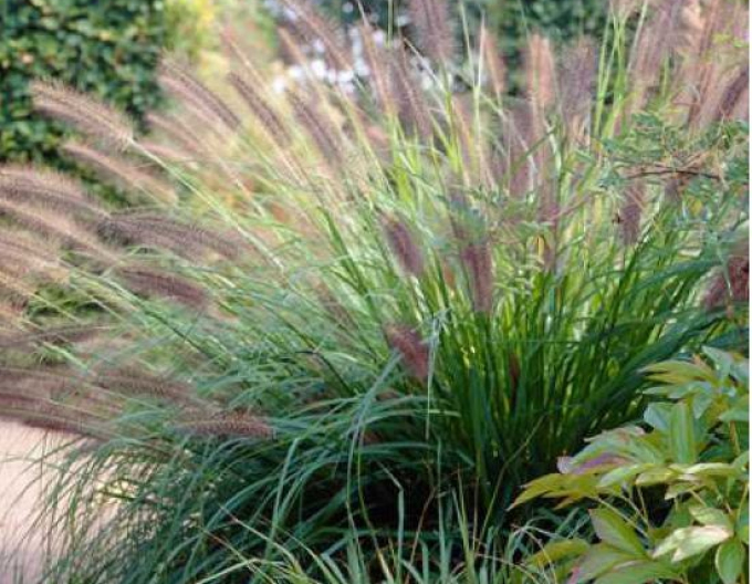 Immergrünes Veilchen Viridescens