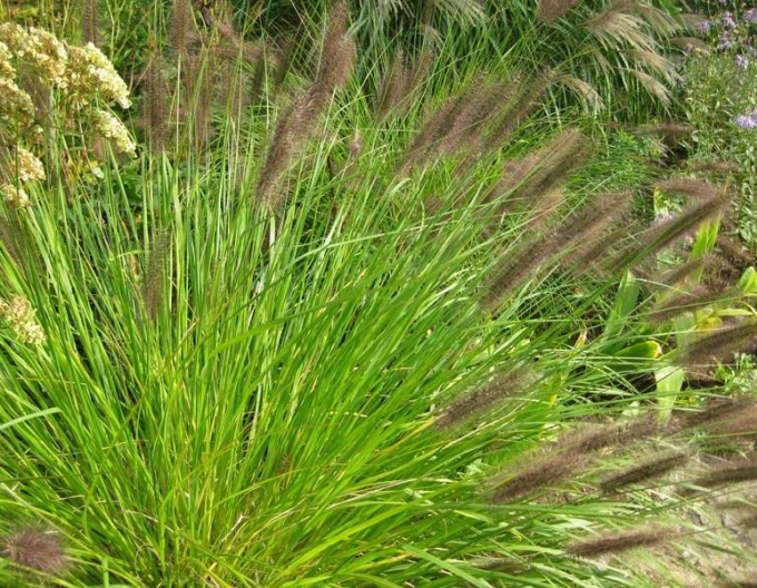 Immergrünes Veilchen Viridescens