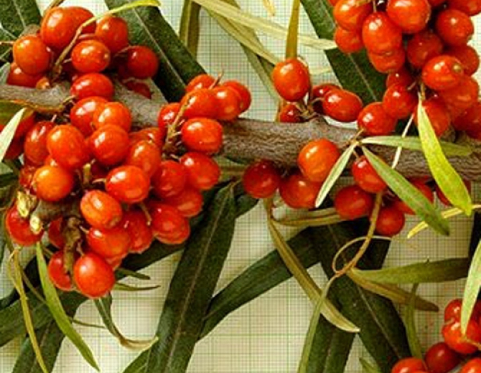 Sanddorn weiblich Aromat