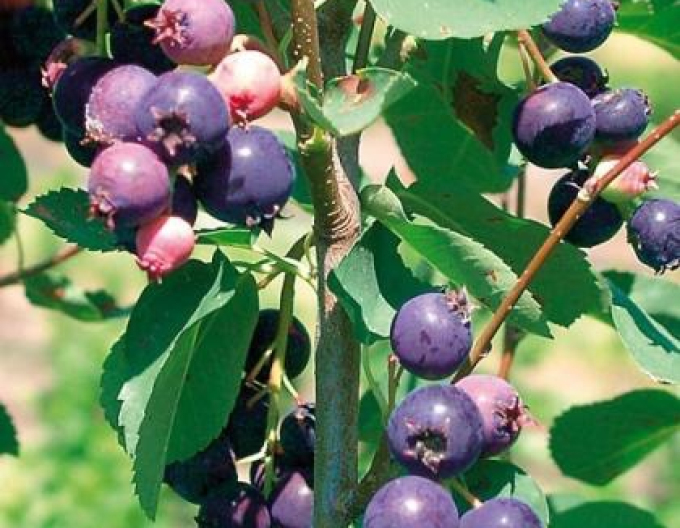 Felsenbirne  Prinz-William