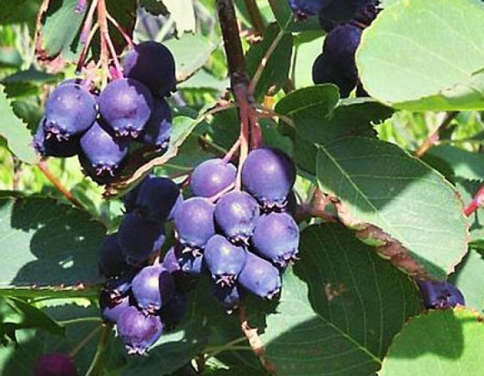 Felsenbirne  Prinz-William