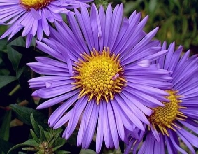 Astra novi-belgii Magic Purple