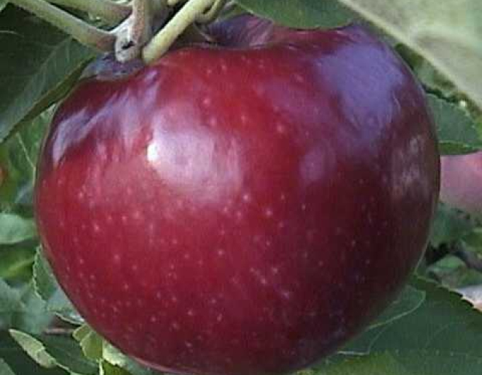 Apfelbaum Vista Bella auf M9, wurzelnackt