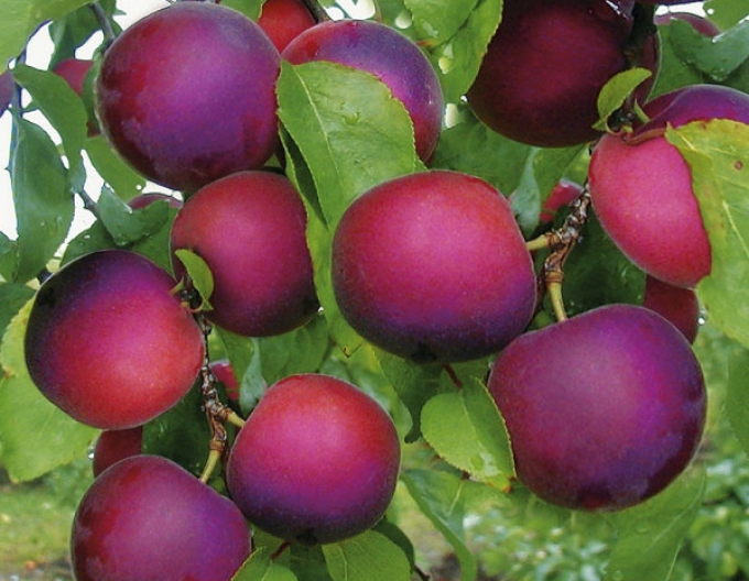 Aprikose-Pflaume APRISALI