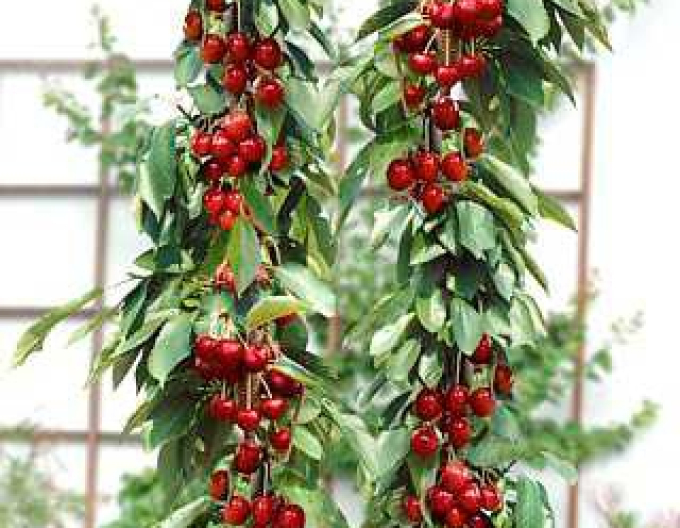 Säulenkirsche Sylvia, auf Prunus Mahaleb, wurzelnackt